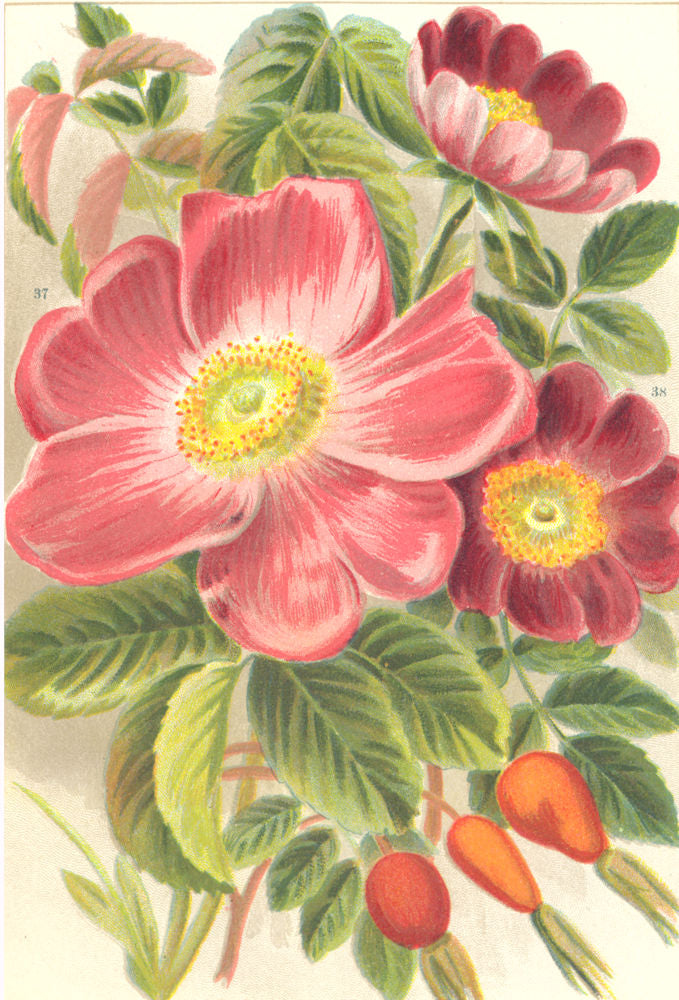 ROSES. Rosa Gallica; Rosa Alpina 1903 old antique vintage print picture